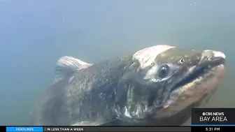 Chinook salmon return to urban stream in the South Bay