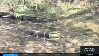 Chinook salmon return to urban stream in the South Bay