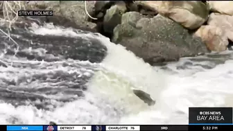 Chinook salmon return to urban stream in the South Bay