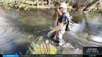 Chinook salmon return to urban stream in the South Bay