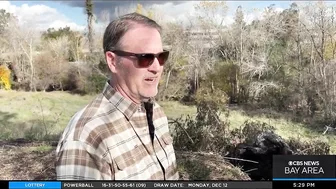 Chinook salmon return to urban stream in the South Bay