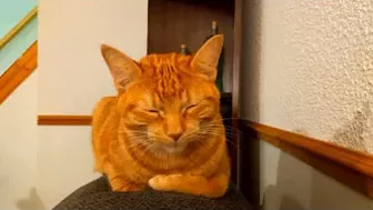 The rare "paw up" loaf, stretching into a cross-paw loaf