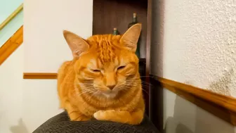 The rare "paw up" loaf, stretching into a cross-paw loaf