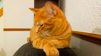 The rare "paw up" loaf, stretching into a cross-paw loaf