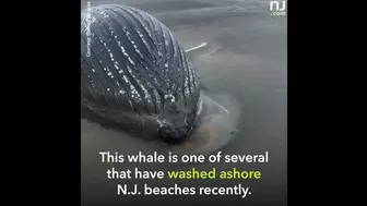 Dead 30-foot whale washes up on N.J. beach