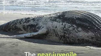 Dead 30-foot whale washes up on N.J. beach