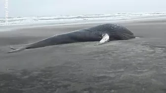 Dead 30-foot whale washes up on N.J. beach