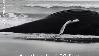 Dead 30-foot whale washes up on N.J. beach