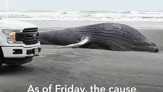 Dead 30-foot whale washes up on N.J. beach