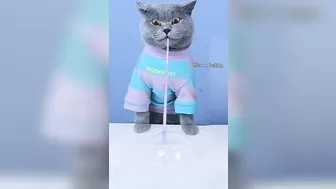 Merry Christmas! Funny Videos Boost Your Mood ????✨| Oscar‘s Funny World | Cute And Funny Cat TikTok