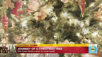 The travel story of the Christmas tree