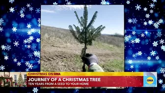 The travel story of the Christmas tree