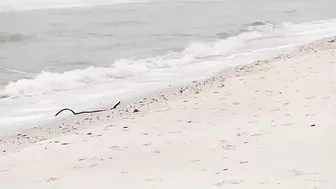 Clam Pass Beach reopens to visitors as some remain wary of post Ian water