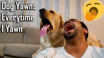 My Dog Yawns Every Time I Yawn | Part 4 | Funny Dog Video