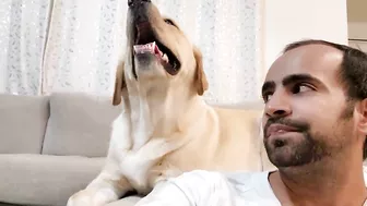 My Dog Yawns Every Time I Yawn | Part 4 | Funny Dog Video