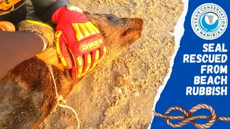 Seal Rescued From Beach Rubbish