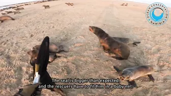 Seal Rescued From Beach Rubbish