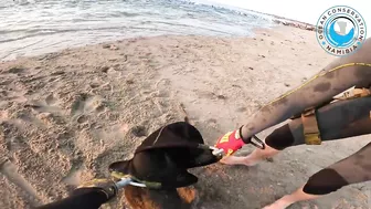 Seal Rescued From Beach Rubbish