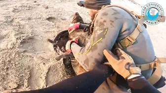 Seal Rescued From Beach Rubbish