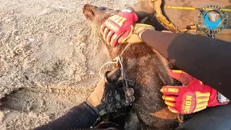 Seal Rescued From Beach Rubbish