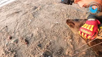 Seal Rescued From Beach Rubbish