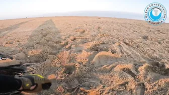 Seal Rescued From Beach Rubbish