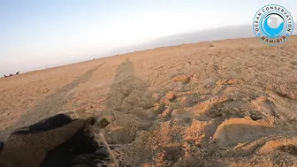 Seal Rescued From Beach Rubbish