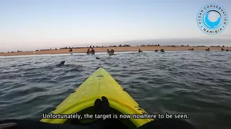 Seal Rescued From Beach Rubbish