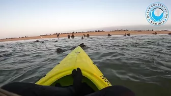 Seal Rescued From Beach Rubbish