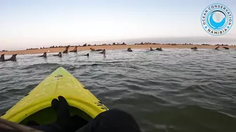 Seal Rescued From Beach Rubbish