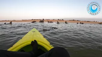 Seal Rescued From Beach Rubbish