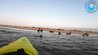 Seal Rescued From Beach Rubbish