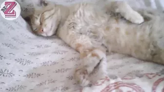 Funny Cats And Cute Kittens Sleeping In Weird Positions Compilation || NEW