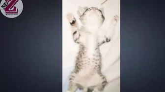 Funny Cats And Cute Kittens Sleeping In Weird Positions Compilation || NEW