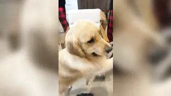 Golden Retrievers have Family Games Night