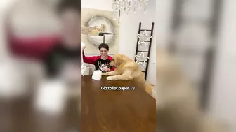 Golden Retrievers have Family Games Night