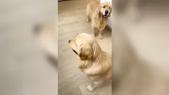 Golden Retrievers have Family Games Night