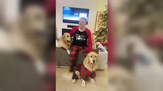 Golden Retrievers have Family Games Night