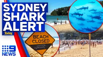 Sydney beach closed after 15 sharks spotted in flag area | 9 News Australia