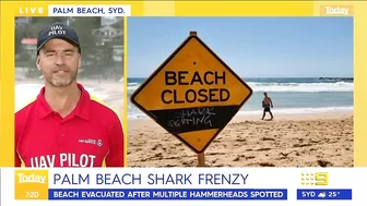 Sydney beach closed after 15 sharks spotted in flag area | 9 News Australia