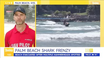 Sydney beach closed after 15 sharks spotted in flag area | 9 News Australia