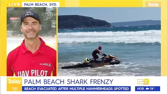 Sydney beach closed after 15 sharks spotted in flag area | 9 News Australia