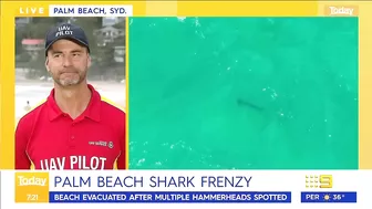 Sydney beach closed after 15 sharks spotted in flag area | 9 News Australia