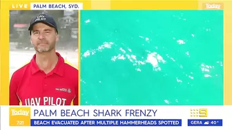 Sydney beach closed after 15 sharks spotted in flag area | 9 News Australia