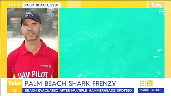 Sydney beach closed after 15 sharks spotted in flag area | 9 News Australia