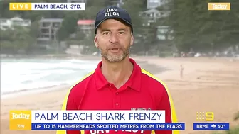 Sydney beach closed after 15 sharks spotted in flag area | 9 News Australia