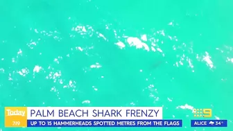 Sydney beach closed after 15 sharks spotted in flag area | 9 News Australia