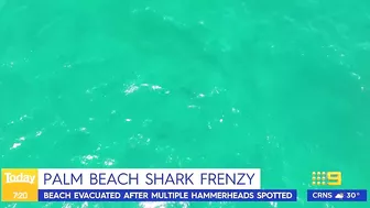 Sydney beach closed after 15 sharks spotted in flag area | 9 News Australia