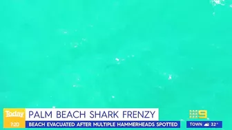 Sydney beach closed after 15 sharks spotted in flag area | 9 News Australia