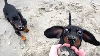 On the beach with 2 mini Dachshunds in the rain.